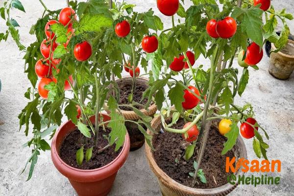 घरेलु सब्जी के उपयोग के लिए घर पर ही उगा सकते टमाटर, जाने कैसे घरेलु सब्जी के उपयोग के लिए घर पर ही उगा सकते टमाटर, जाने कैसे